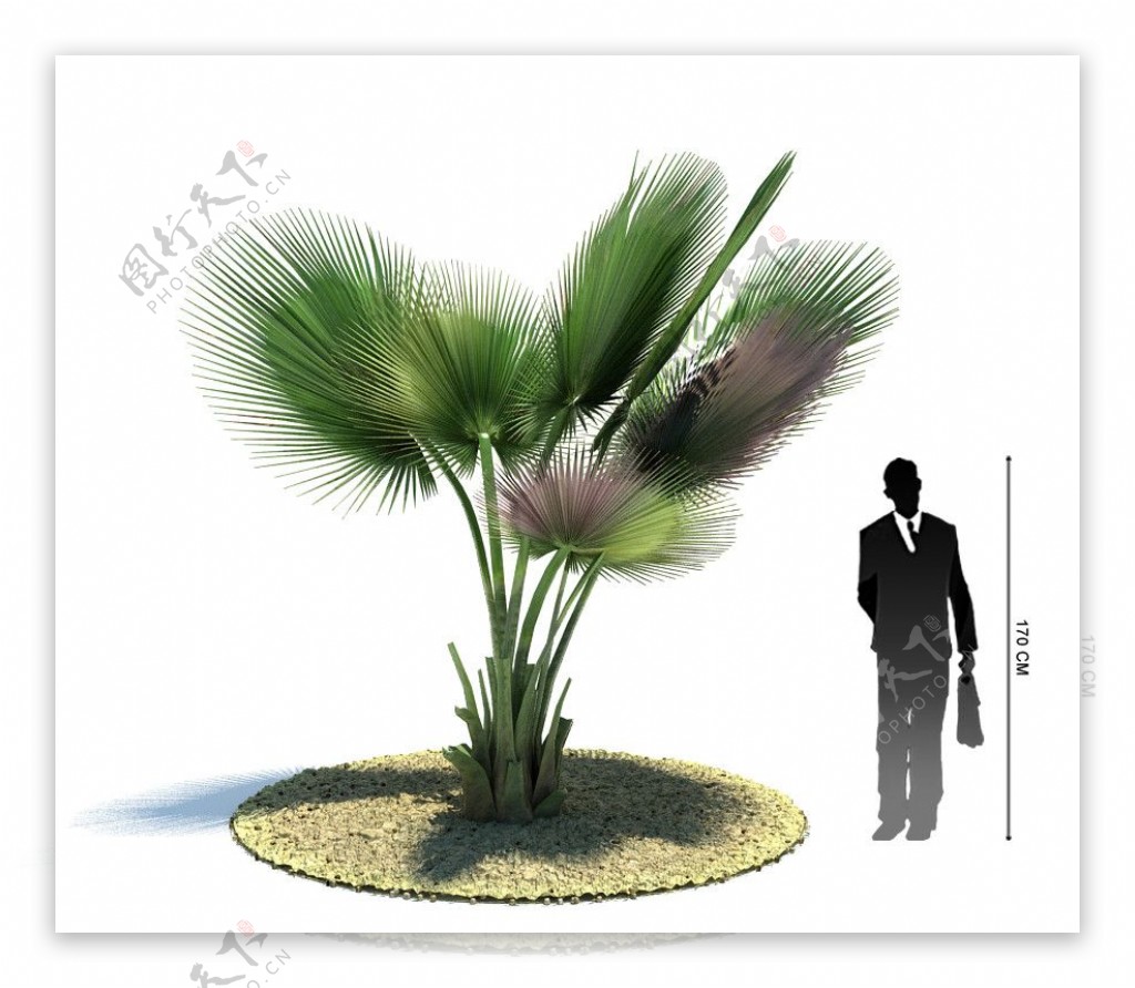 3D精美植物模型图片