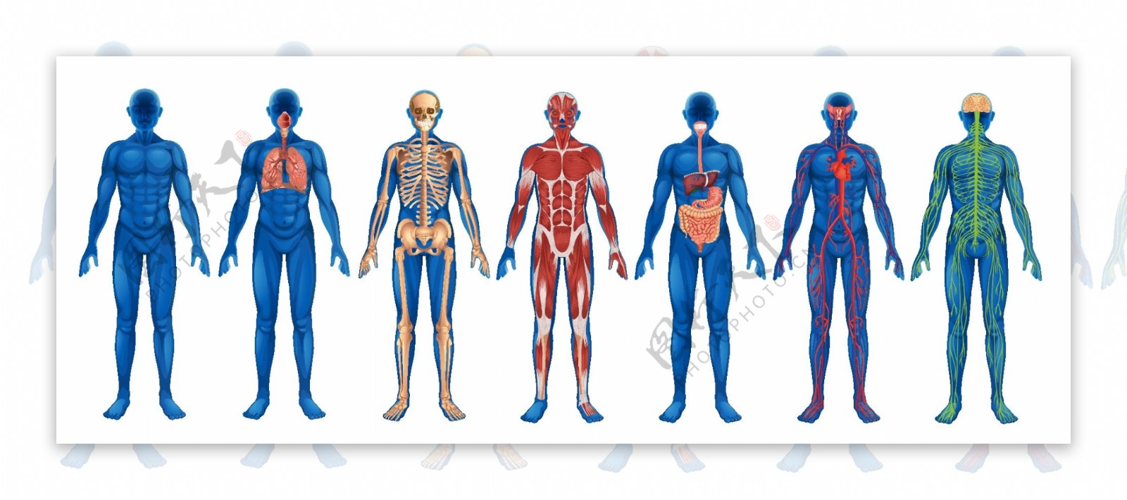人体器官结构图图片