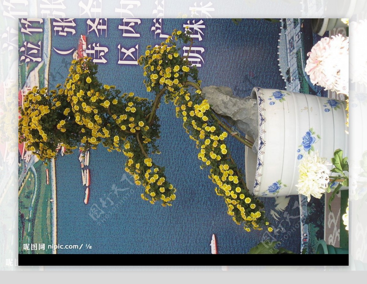 菊花树图片