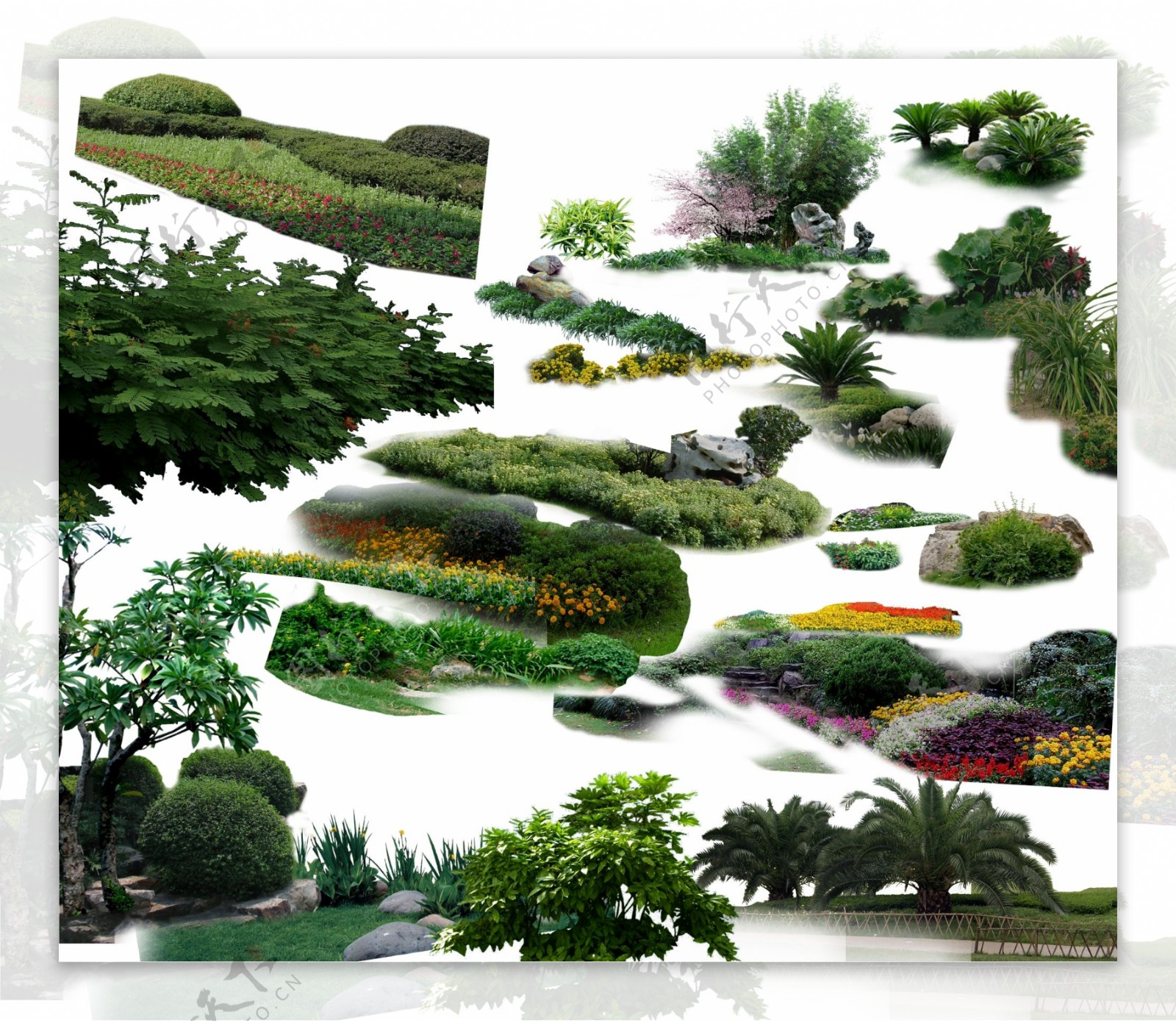 绿篱灌木图片