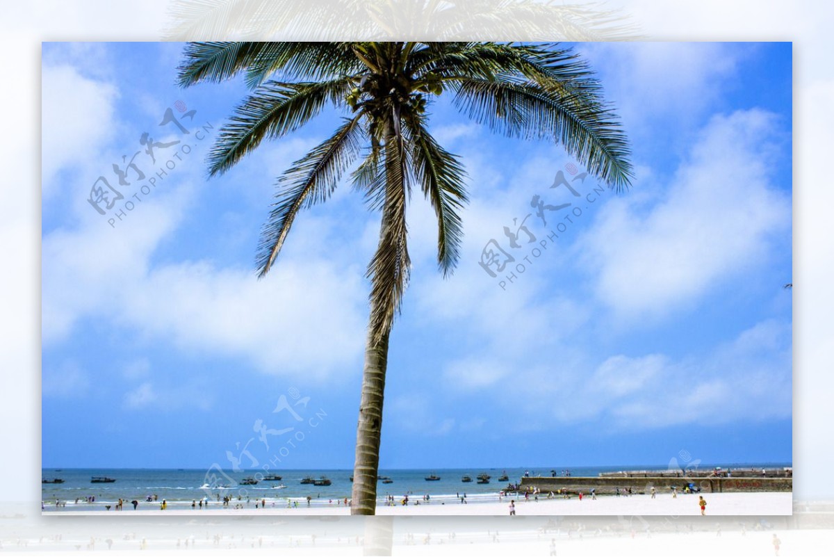 北海银滩椰子树图片