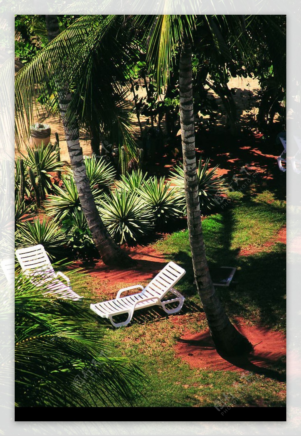 椰树下的躺椅图片