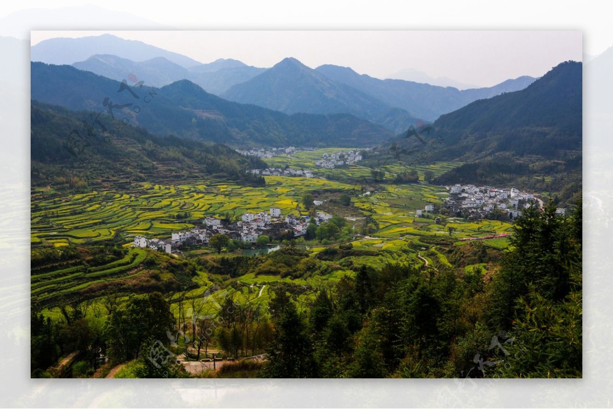 江岭梯田油菜花图片