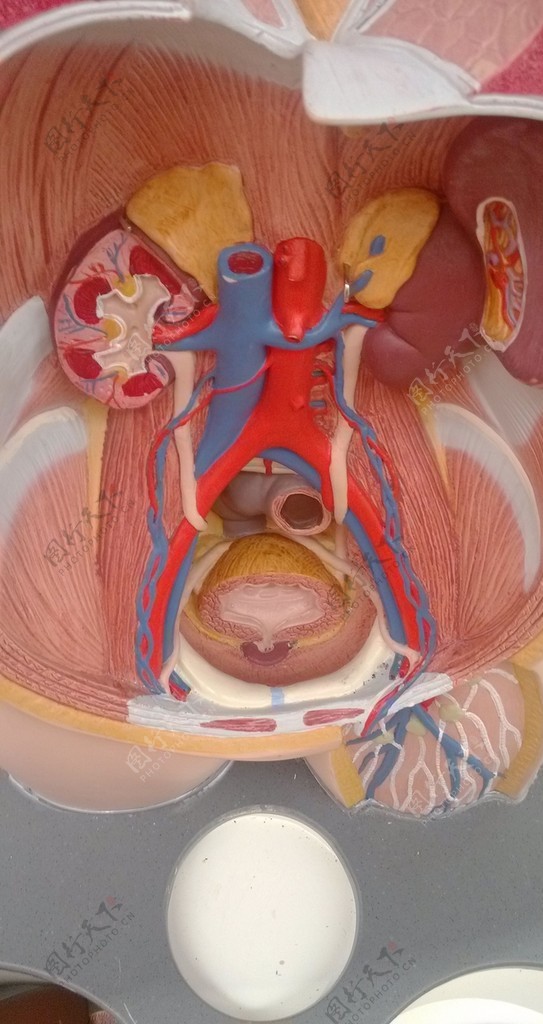 人体器官模型图片