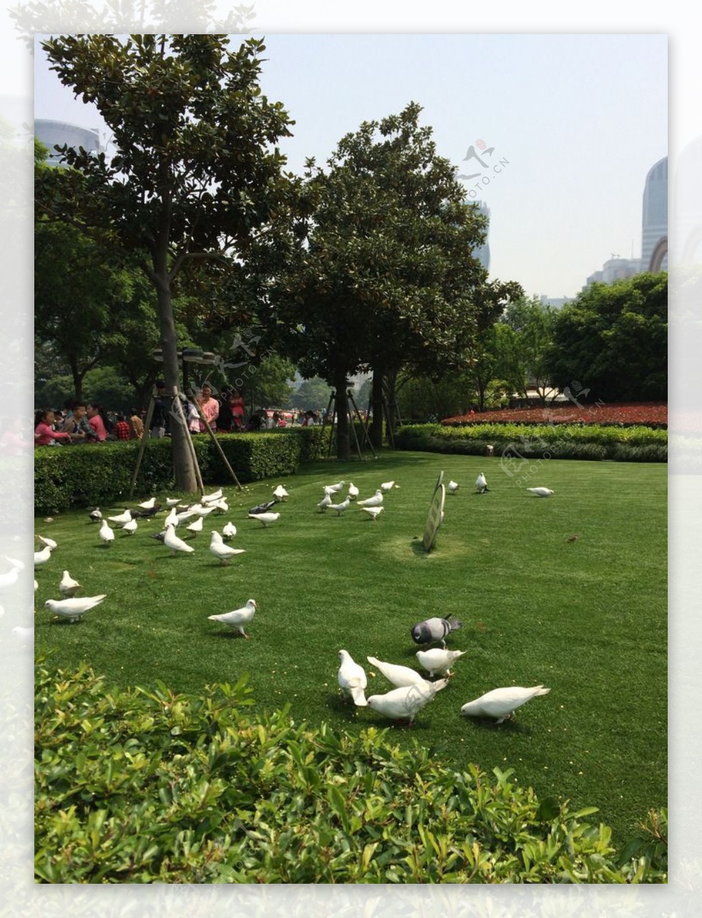 上海人民广场和平鸽图片