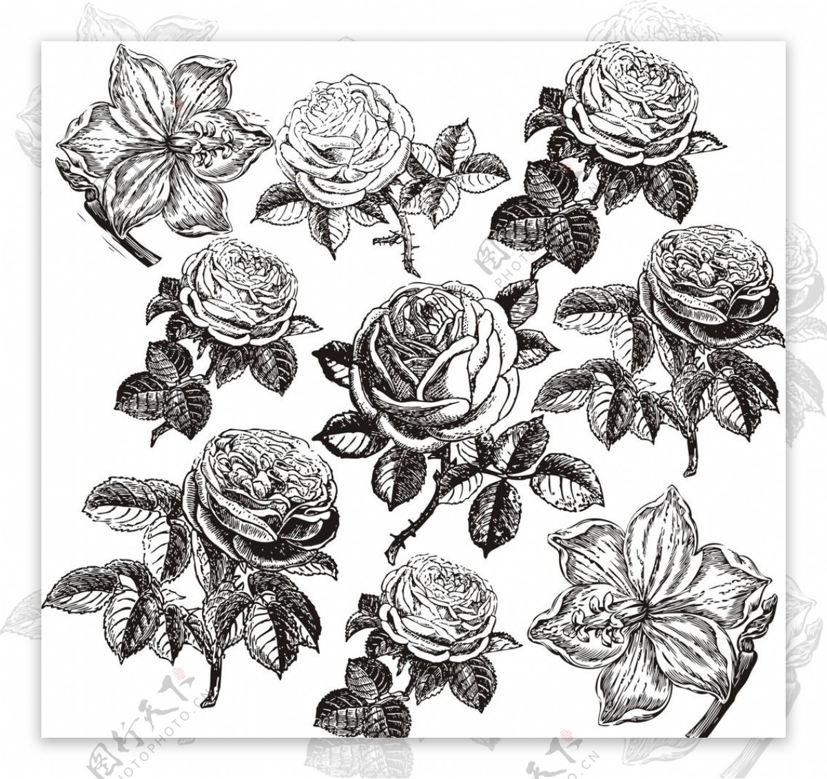 欧式素描玫瑰花图片素材-编号26527967-图行天下