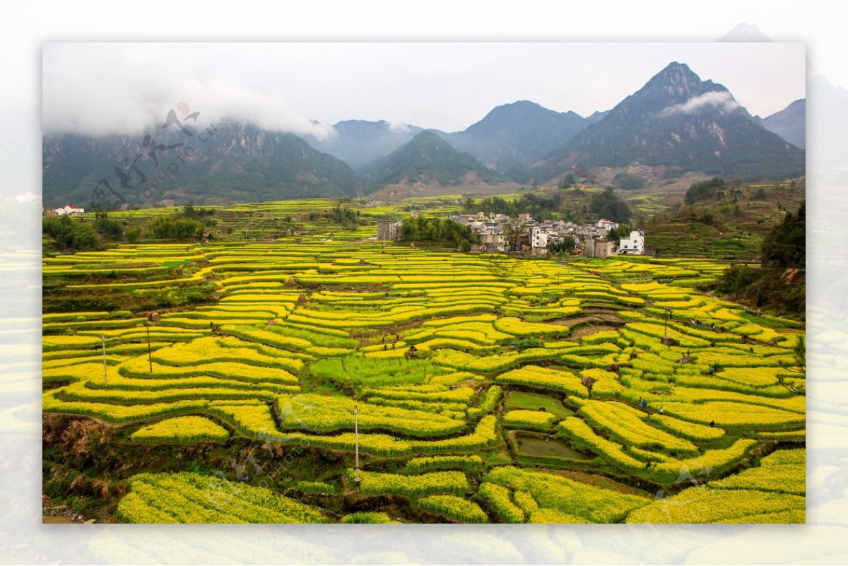 家朋油菜花图片