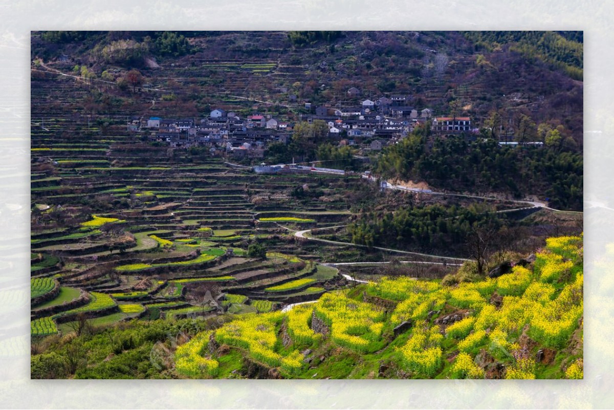 覆卮山梯田油菜花图片