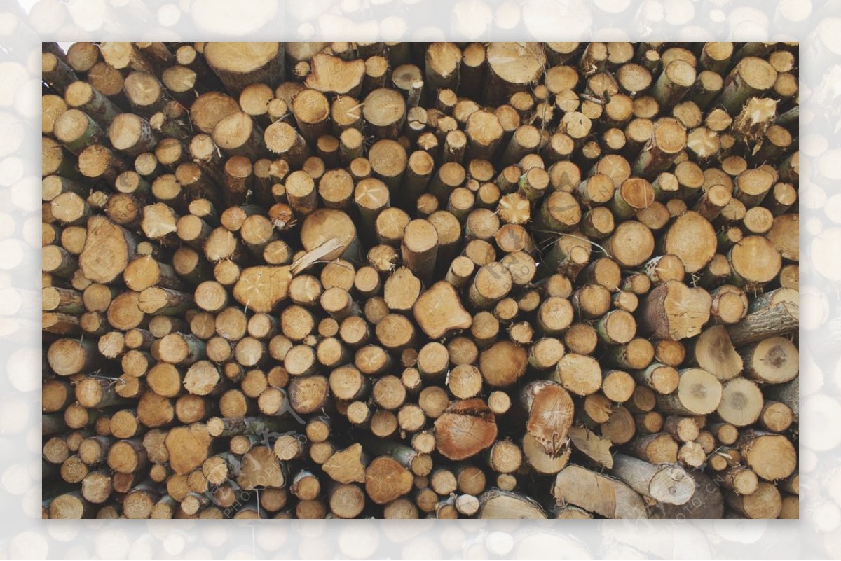 木头和树桩图片