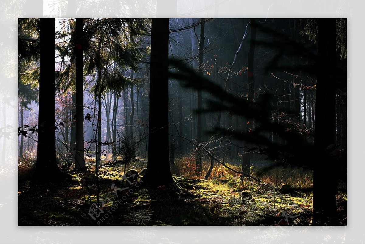 森林中的晨光图片