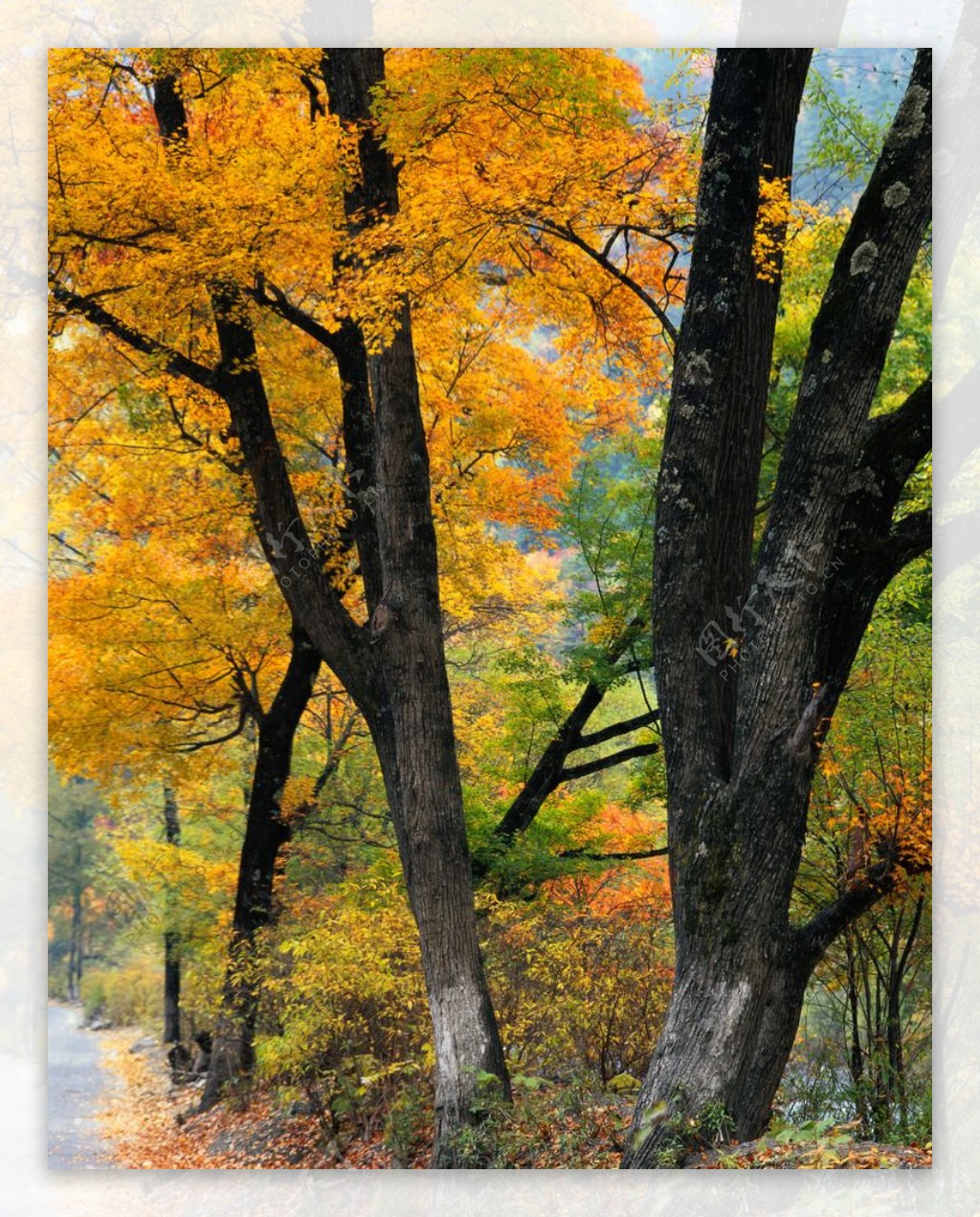 秋天黄叶的老树图片