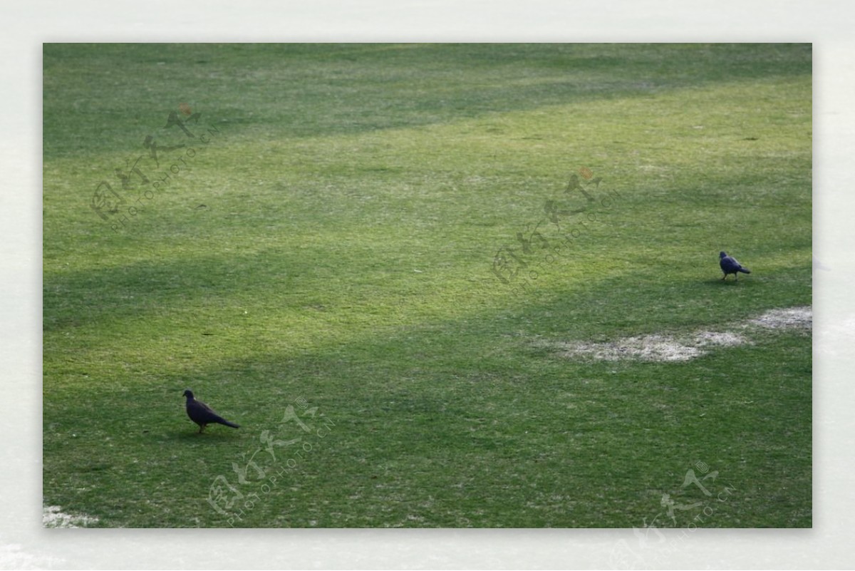 绿草地上的小鸟图片