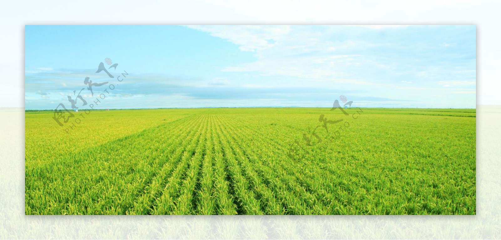 一望无垠的麦田稻田图片