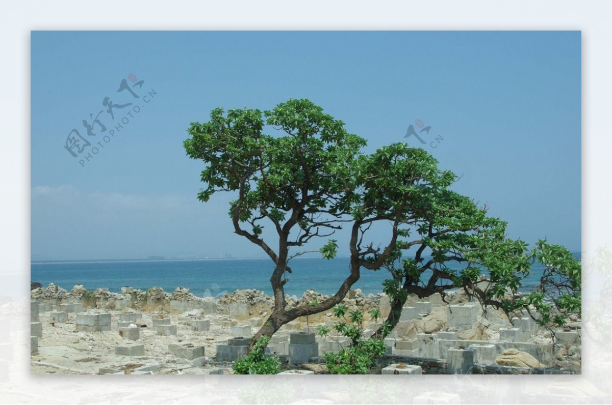 海边的树图片