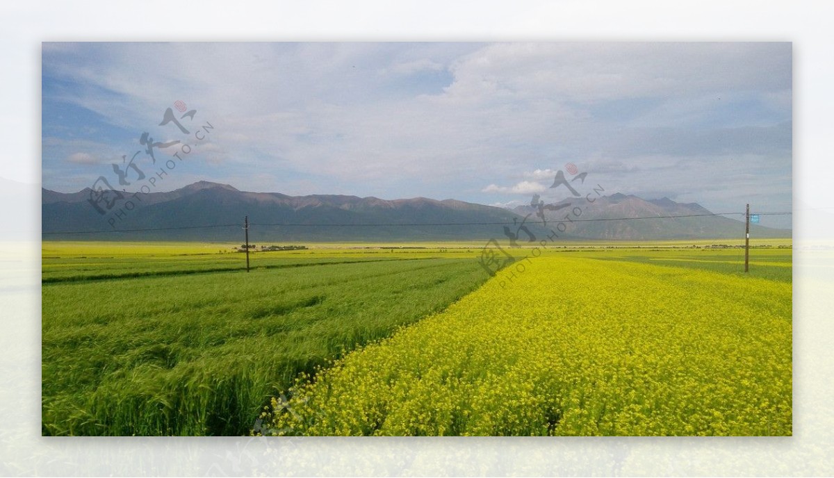 黄花绿草风景图片