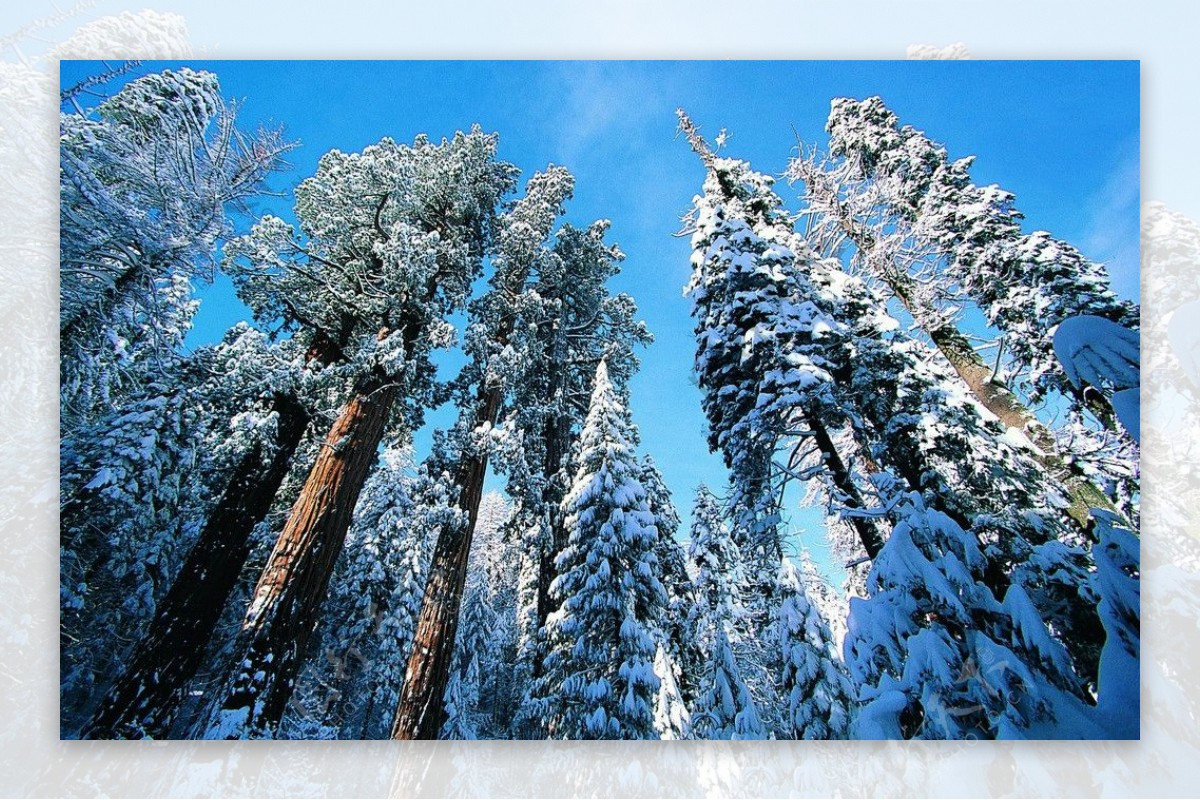 冬天雪景树木群图片
