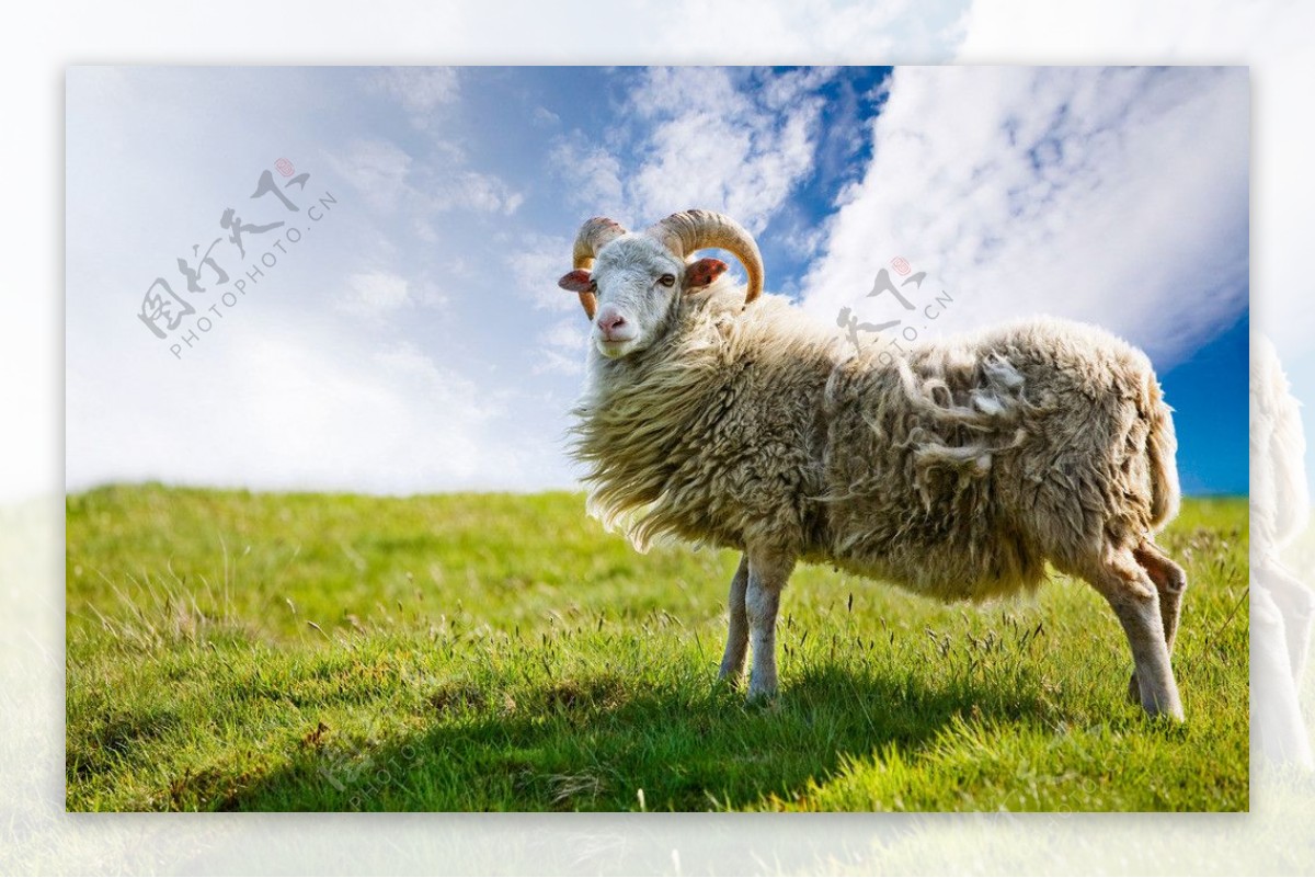 绵羊草原图片
