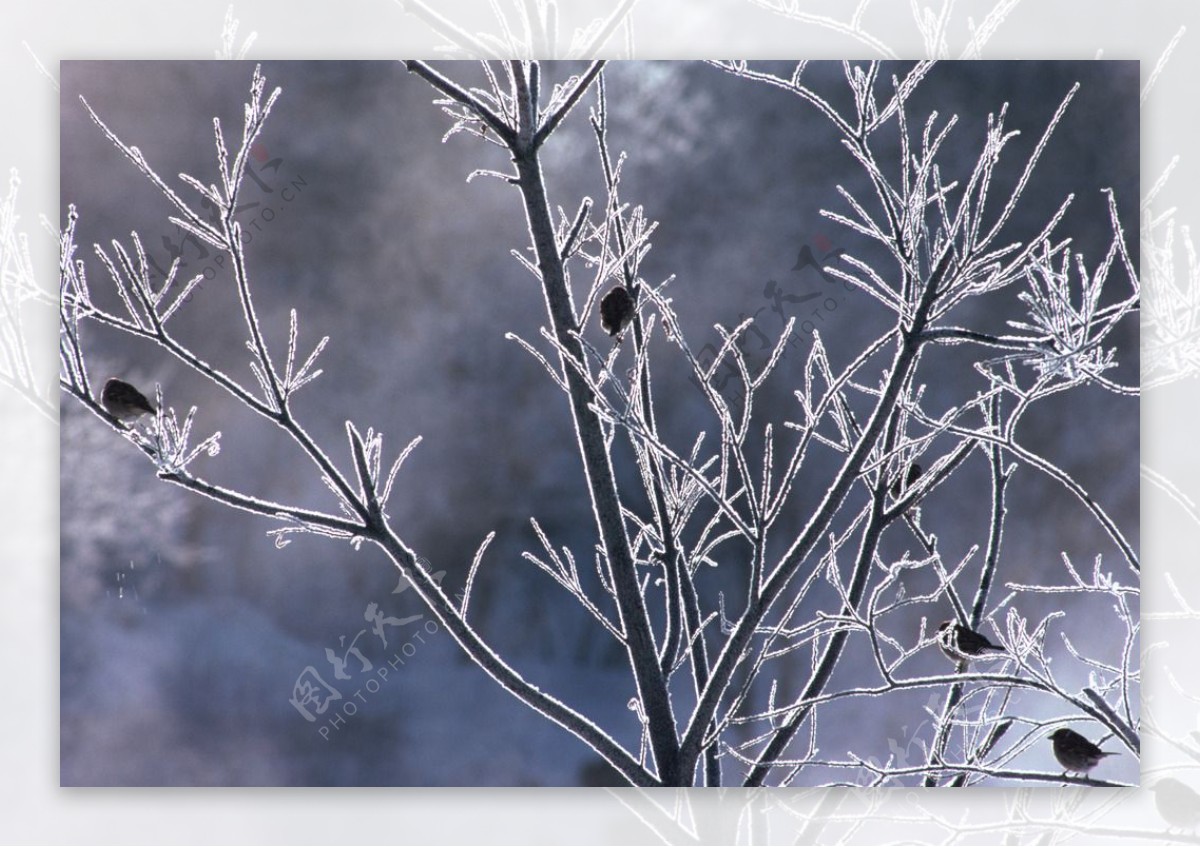 奥林匹克公园雪景图片