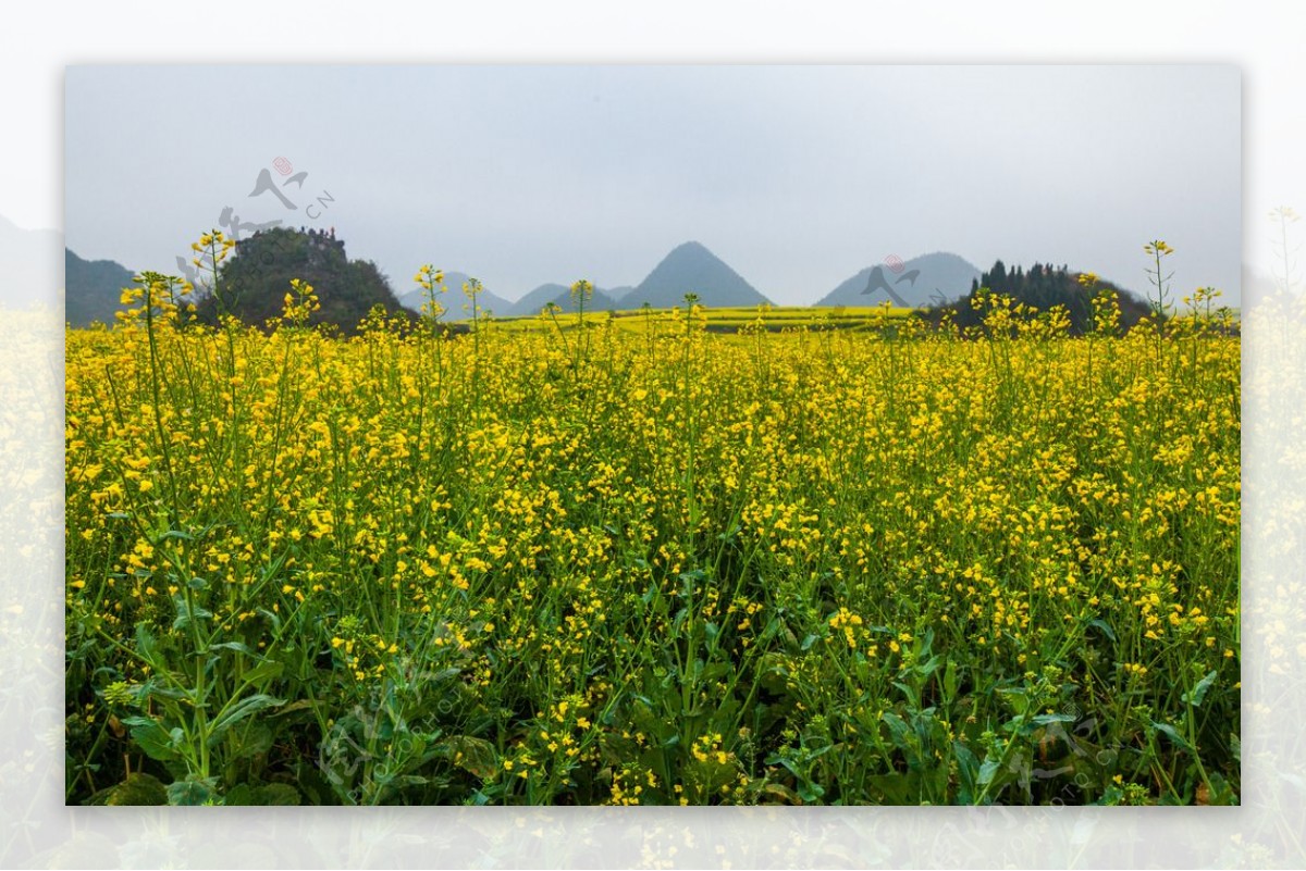 云南油菜花图片