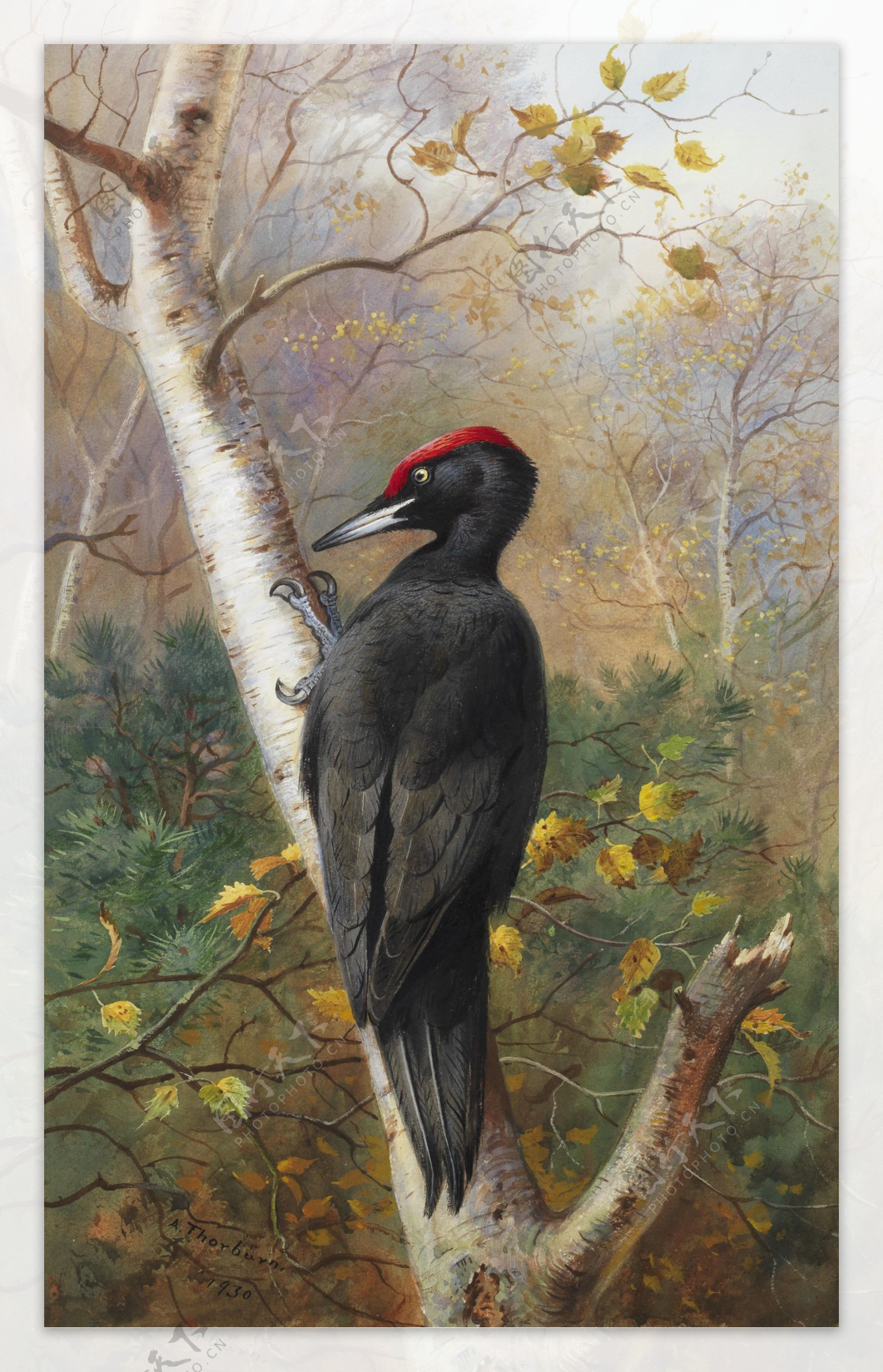 红顶黑啄木鸟图片
