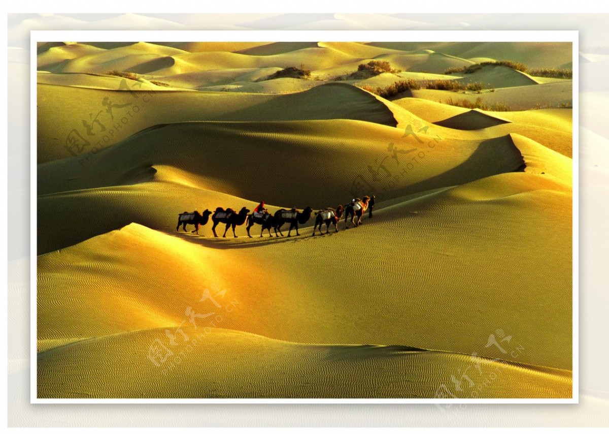 沙漠驼铃图片