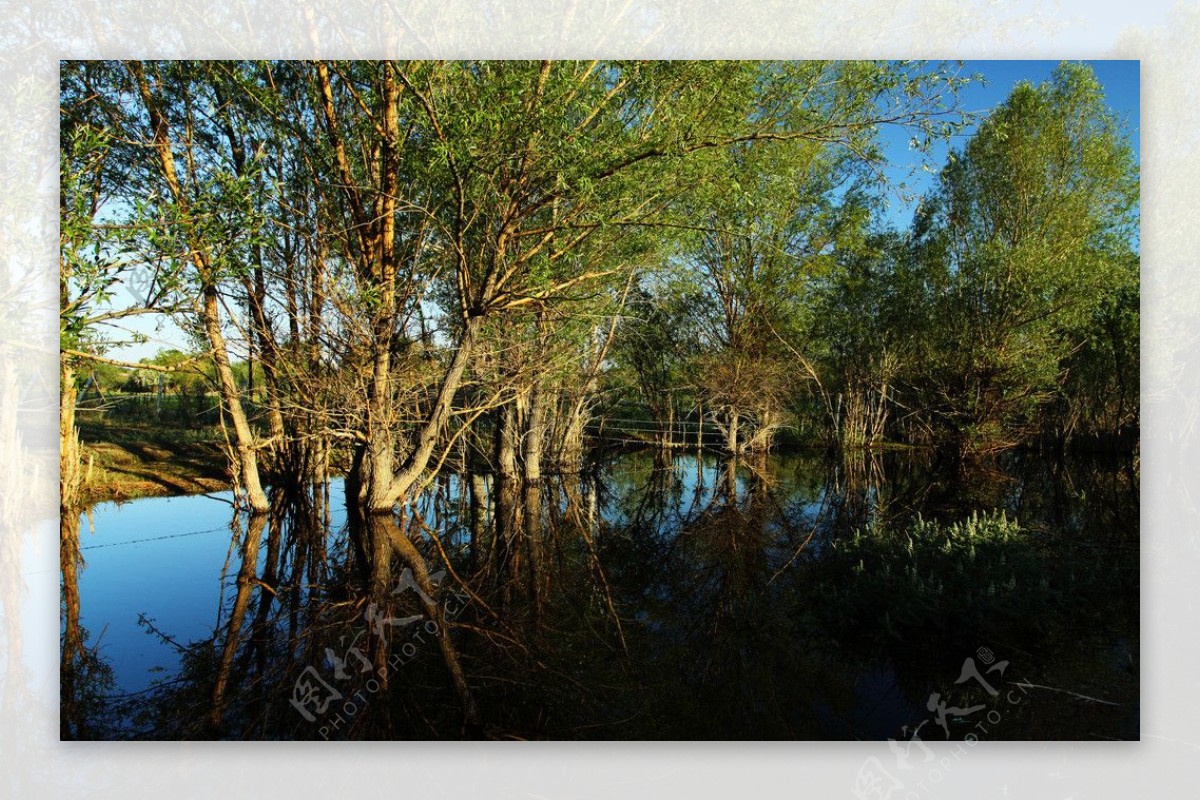 池塘树木树林风景图片