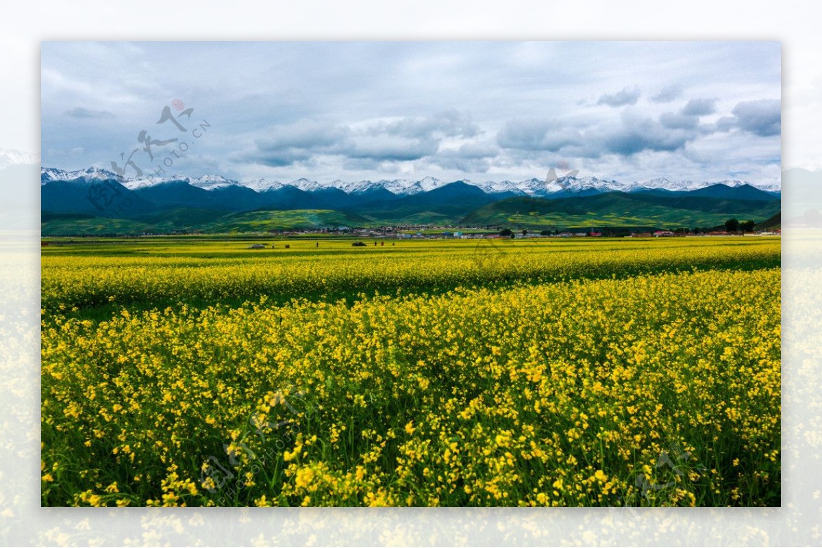 门源油菜花图片