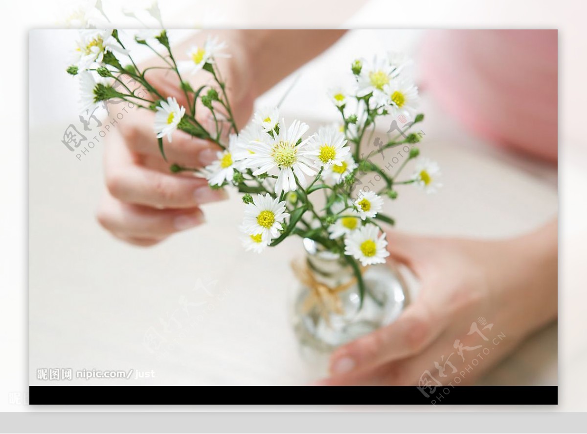 手握白菊花图片