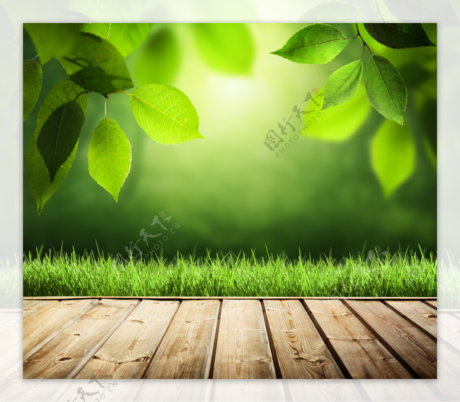 阳光绿叶木地板图片