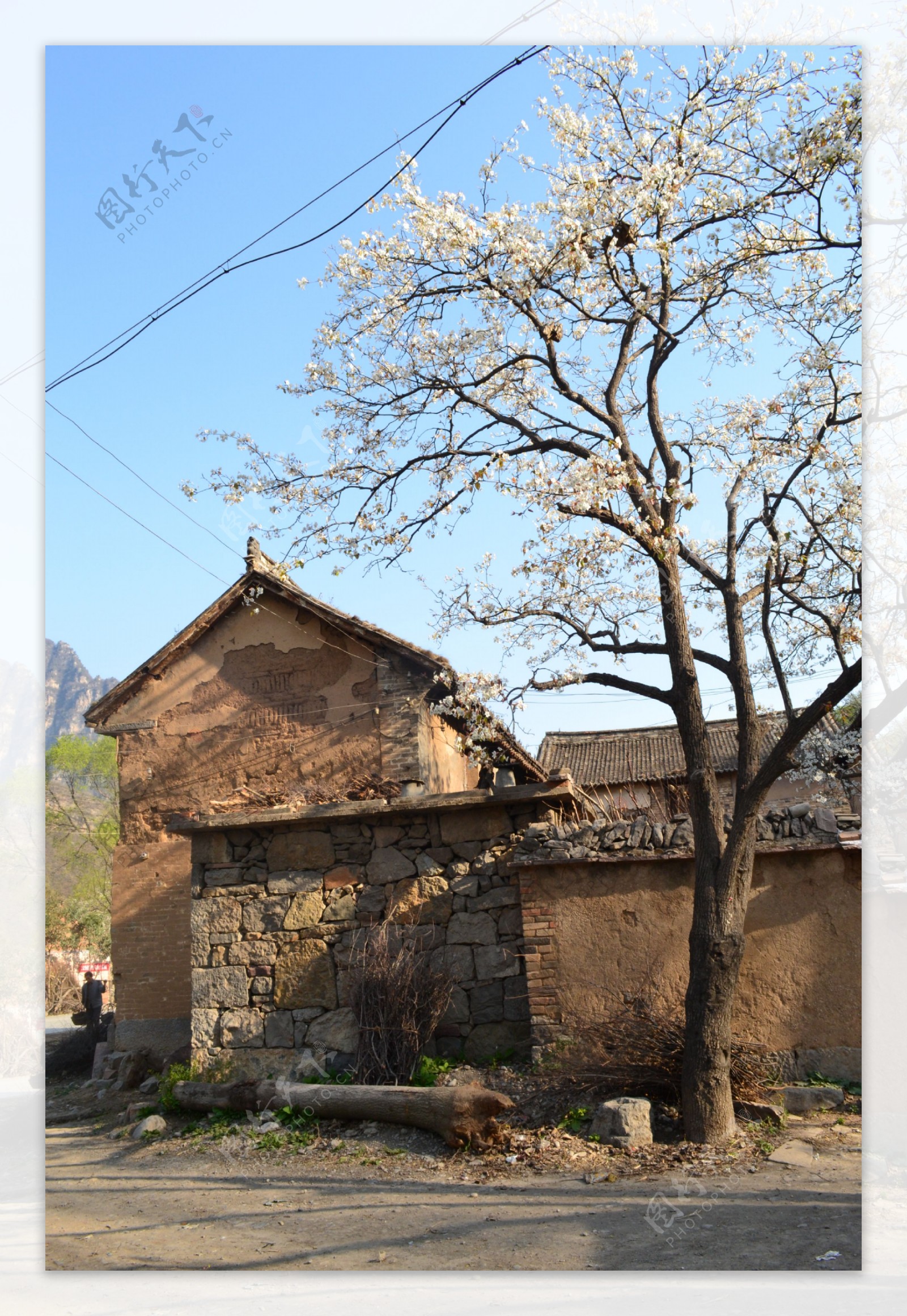 梨花树与房子图片