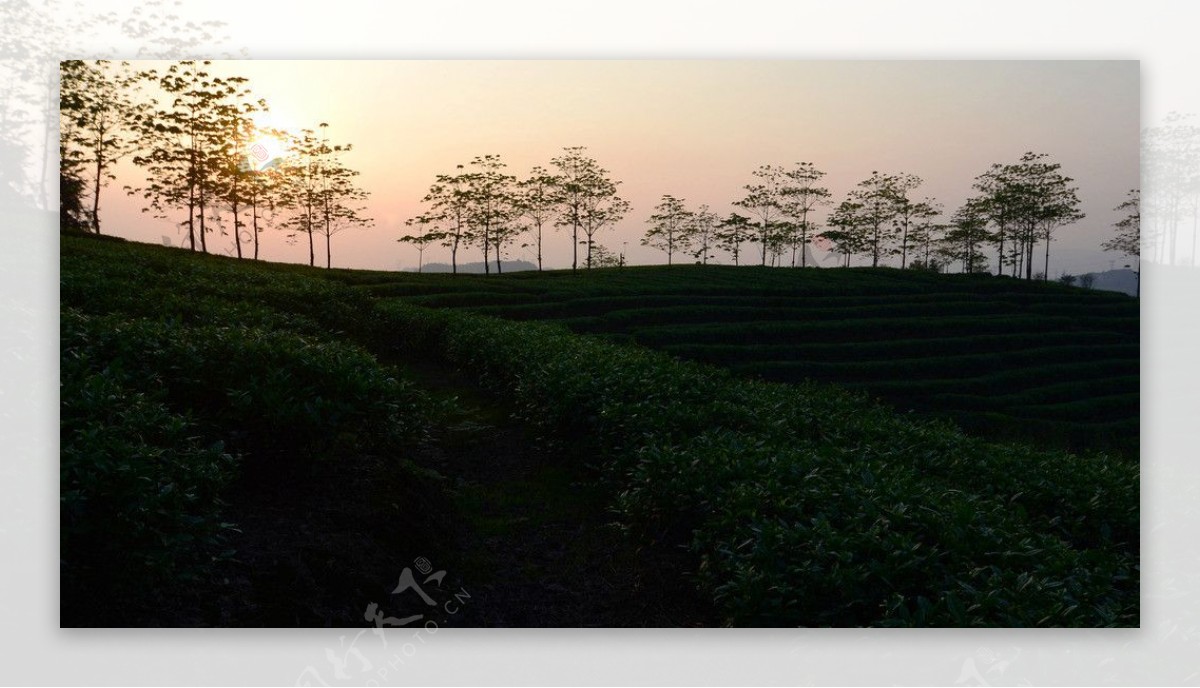茶山夕阳图片
