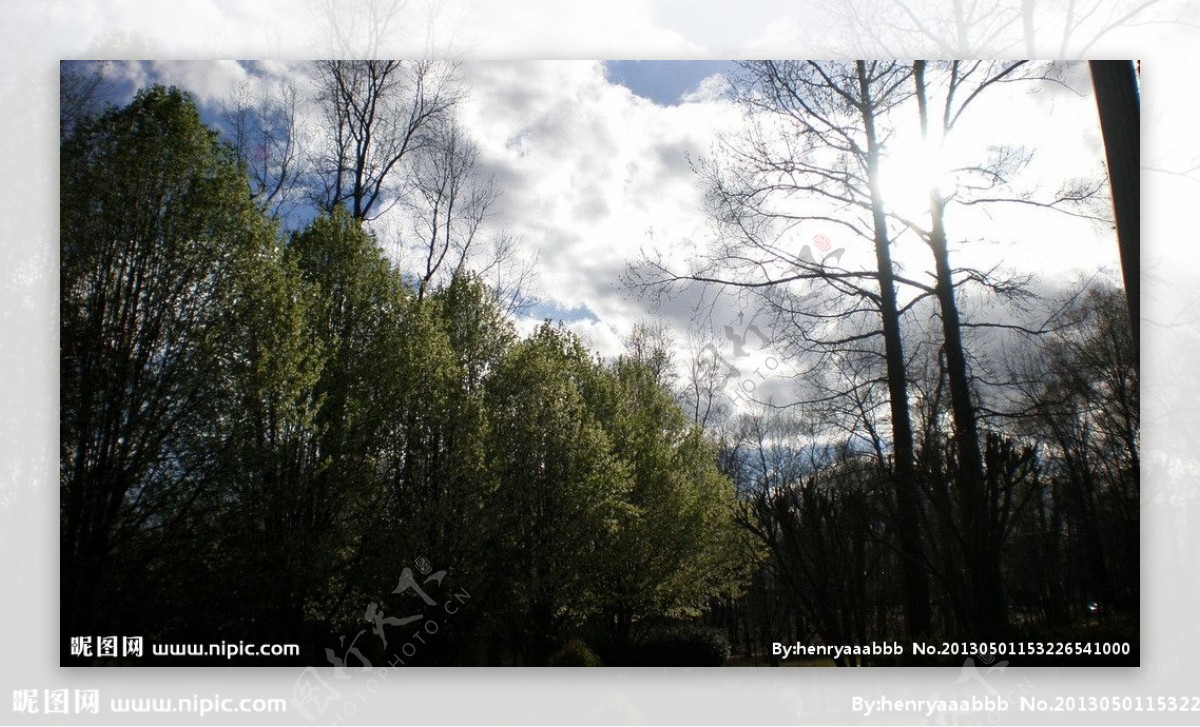 下午树林风景图片