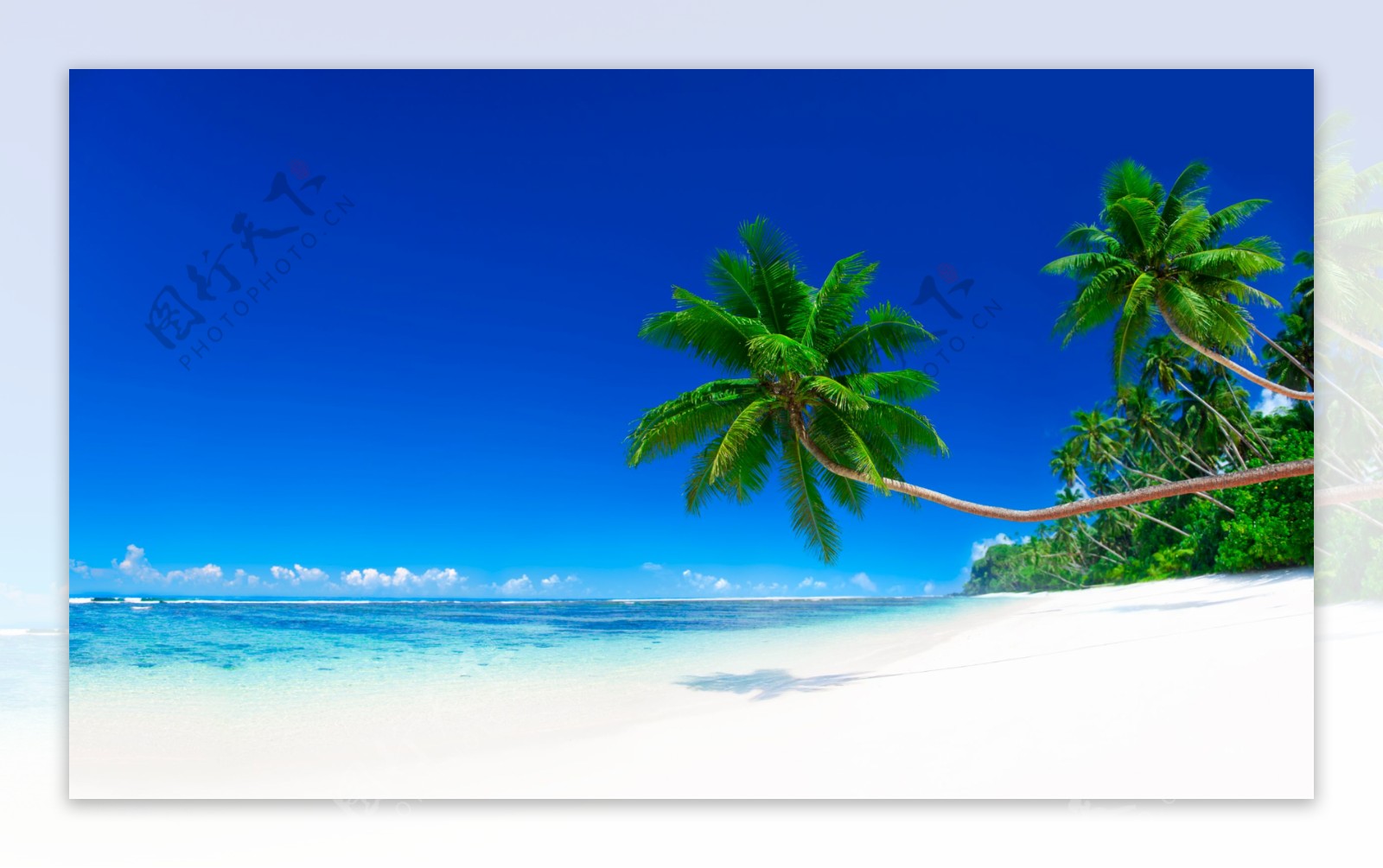 大海沙滩椰树图片