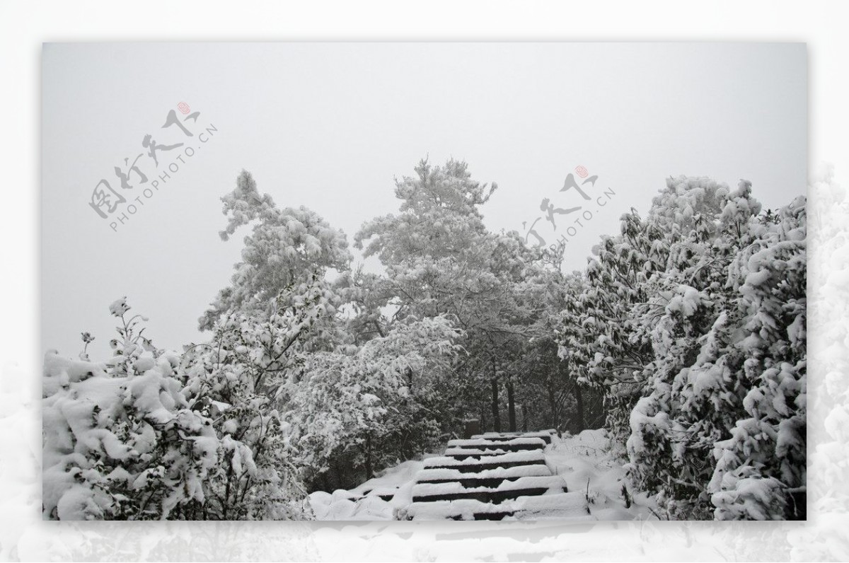 雪景雪松图片