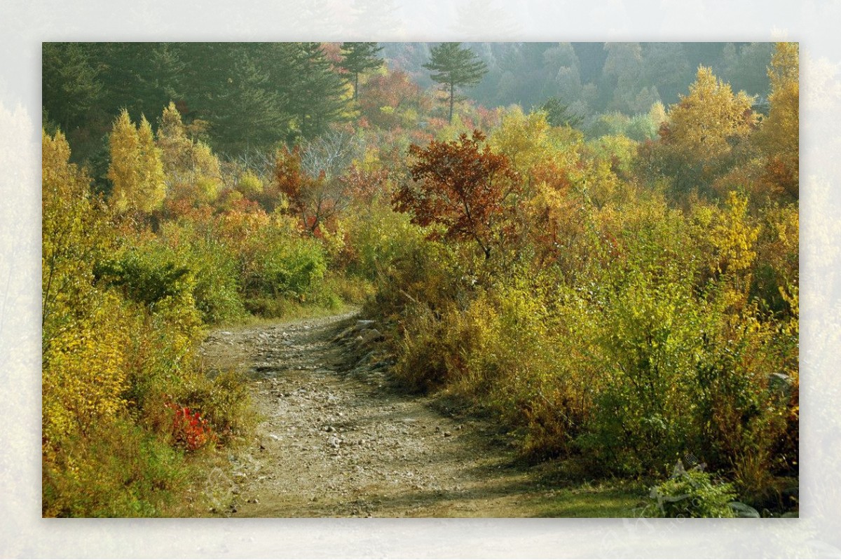 松山秋景山路图片