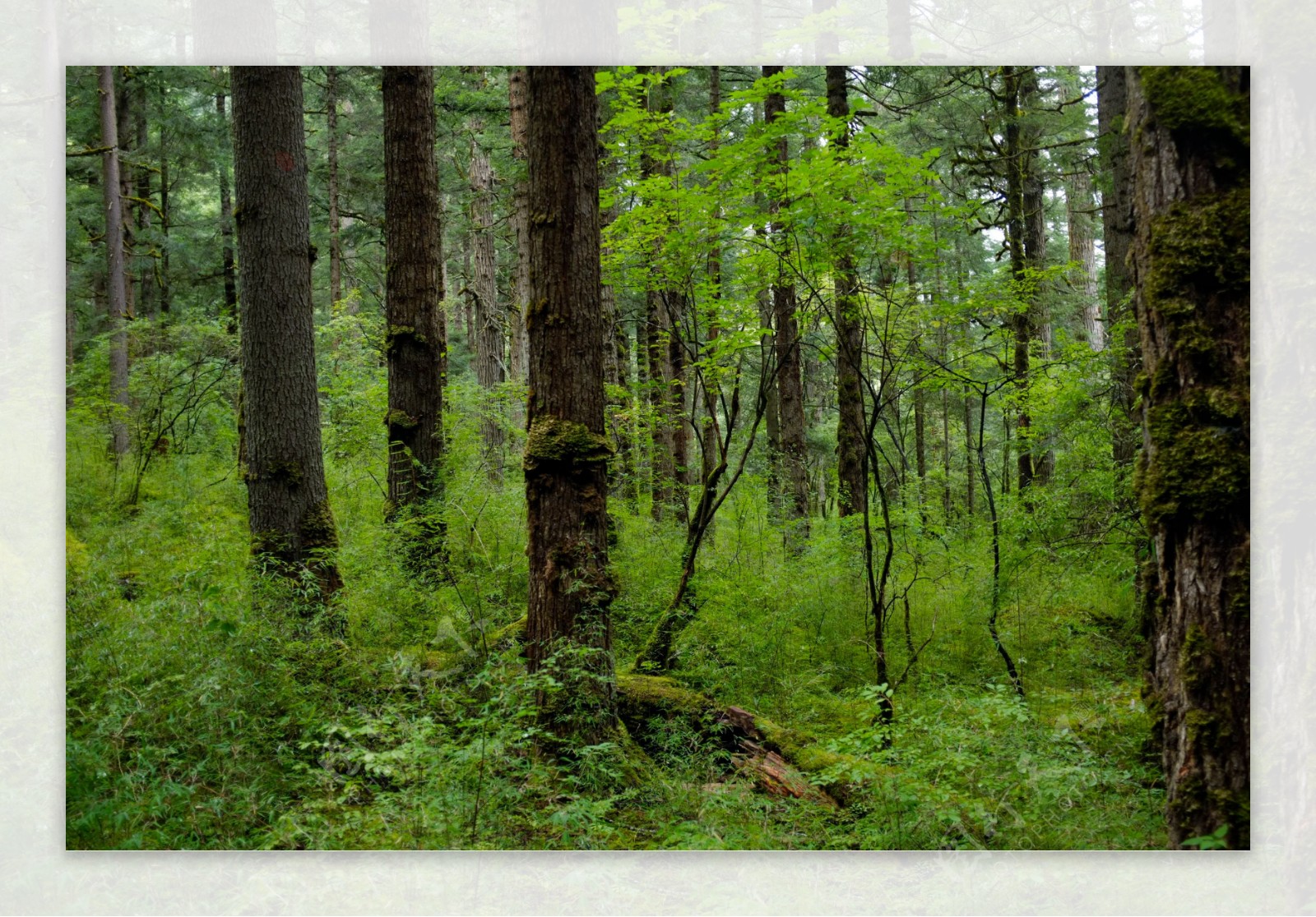 九寨原始森林图片