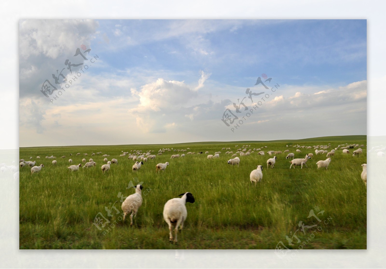 草原羊图片