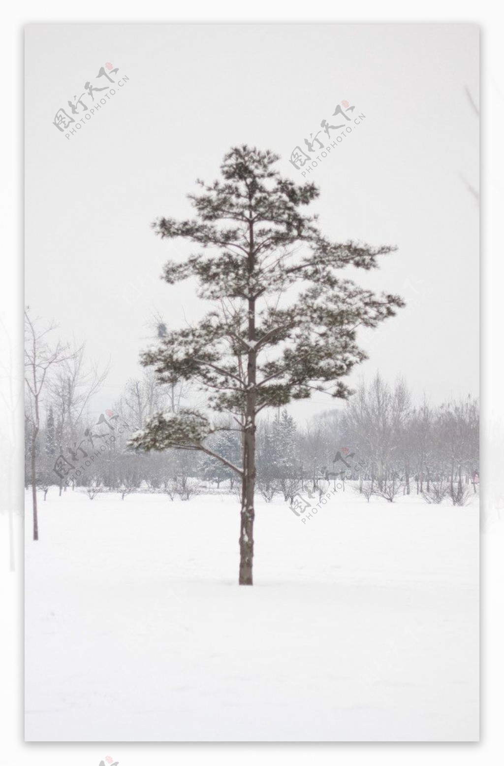 雪中的松树图片