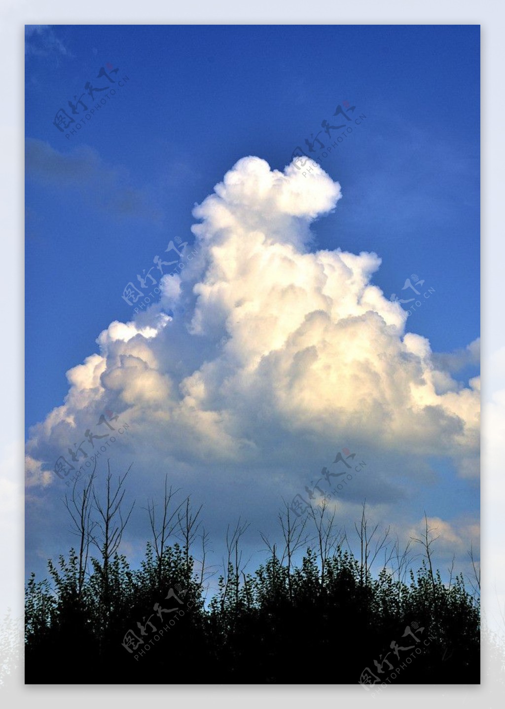 蓝天白云绿树图片
