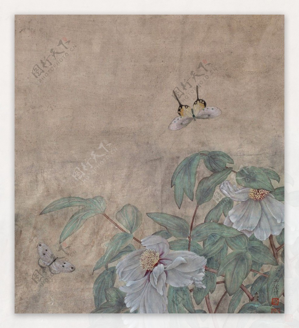 牡丹彩蝶图图片