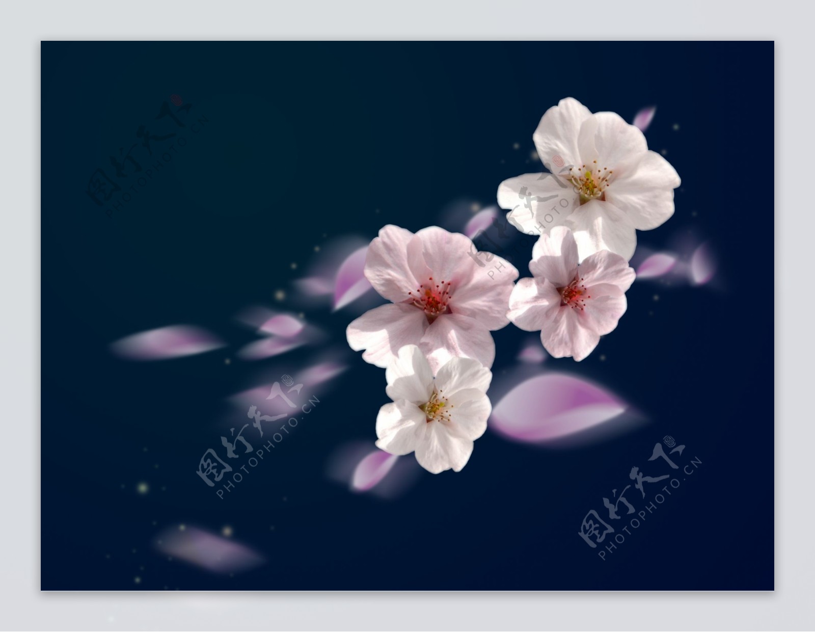 樱花抠图图片