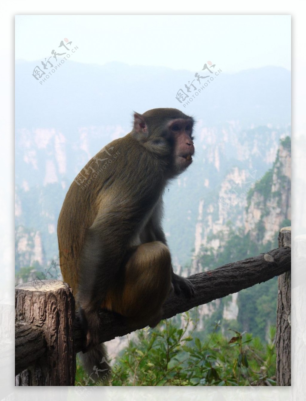 天子山猴子图片