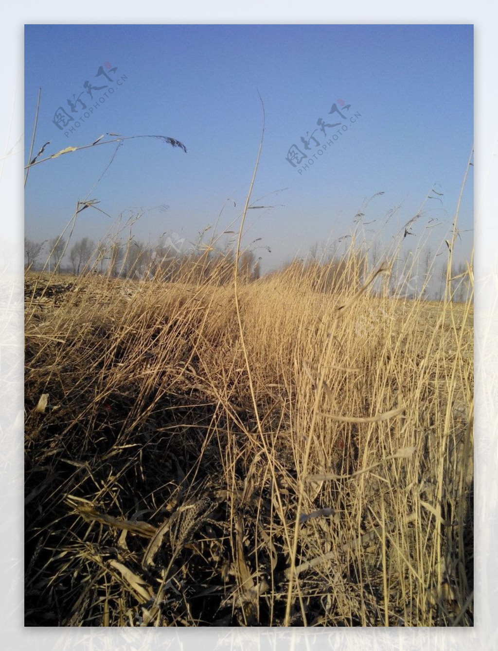 冬天的芦苇丛图片