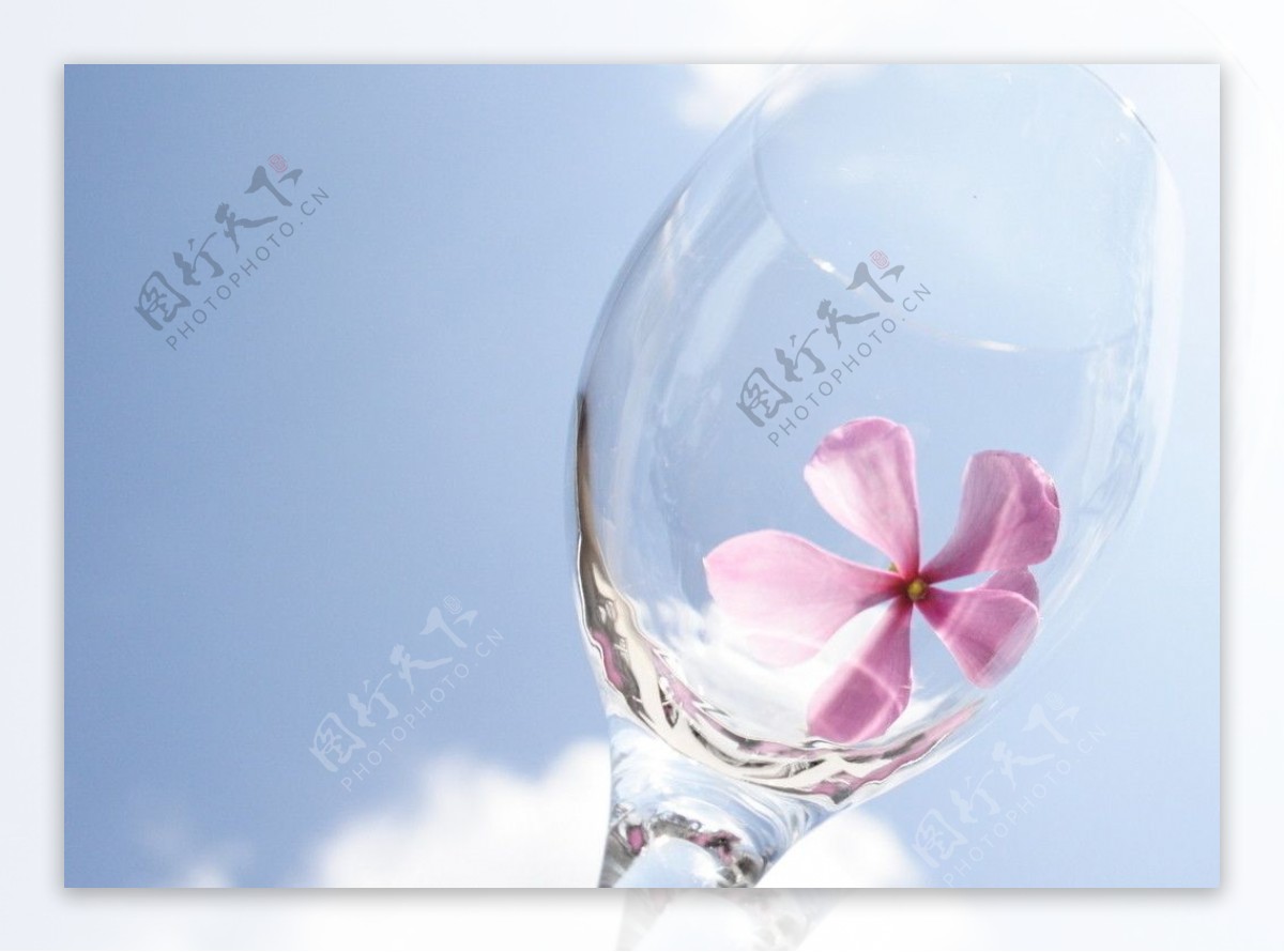 蓝天白云下酒杯中的鲜花图片