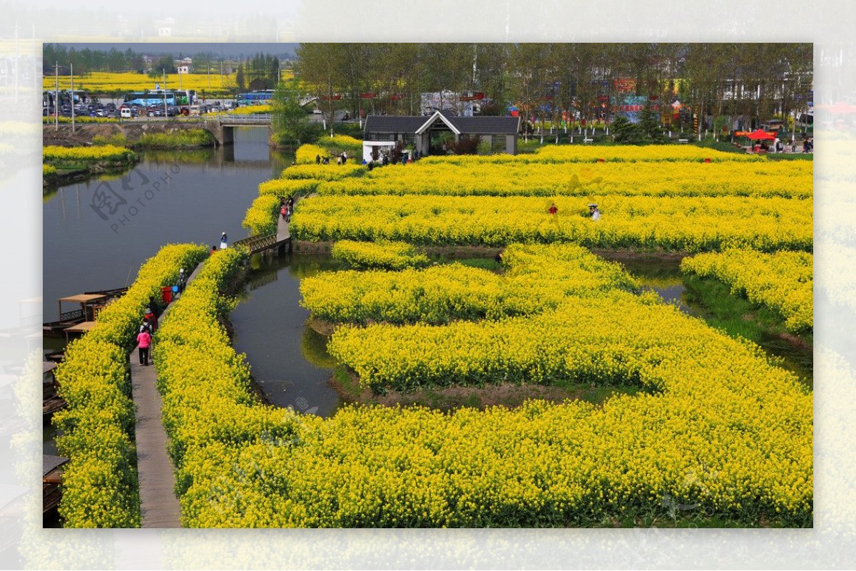 千岛菜花风景区图片