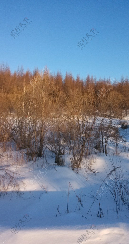 冬天景观图片