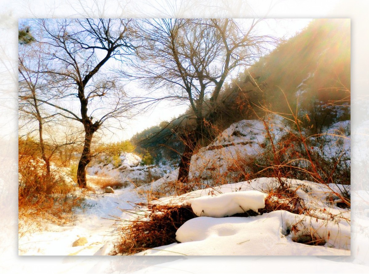 冬雪图片