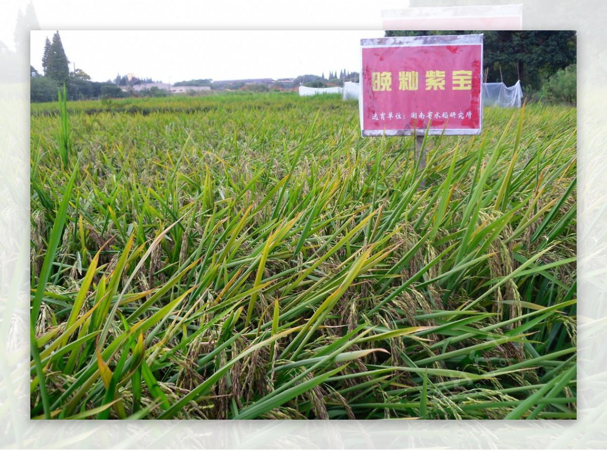紫米水稻图片