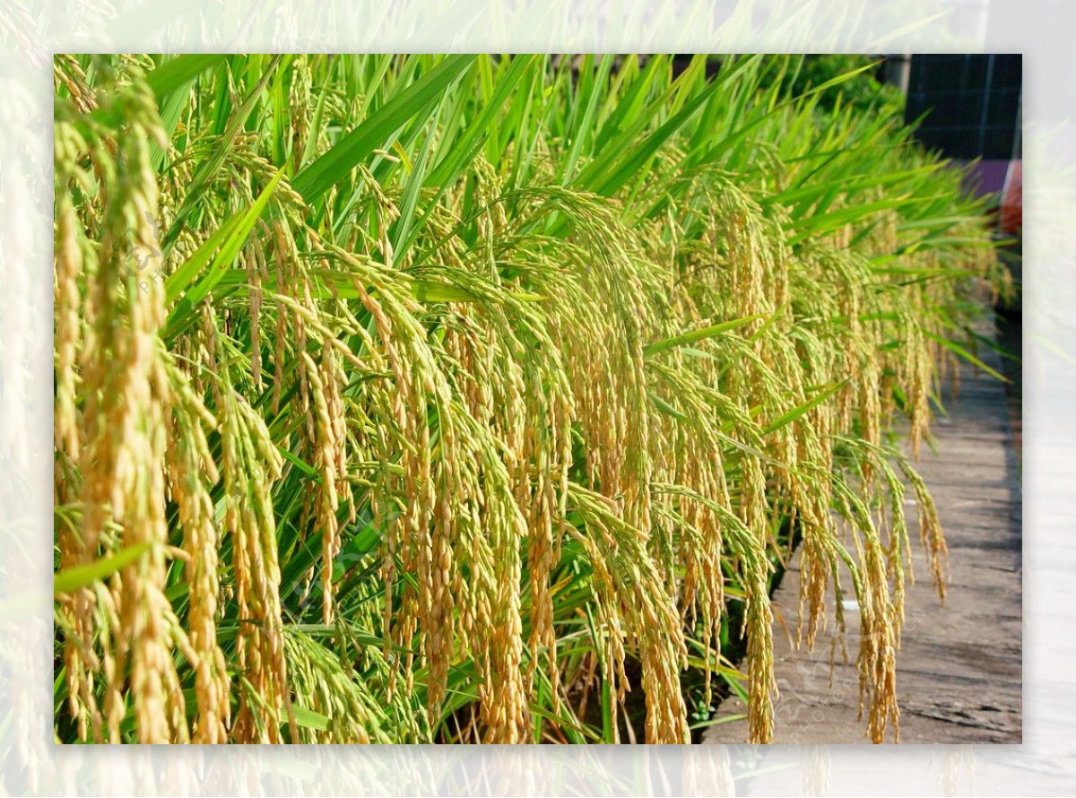 水稻高产大穗图图片