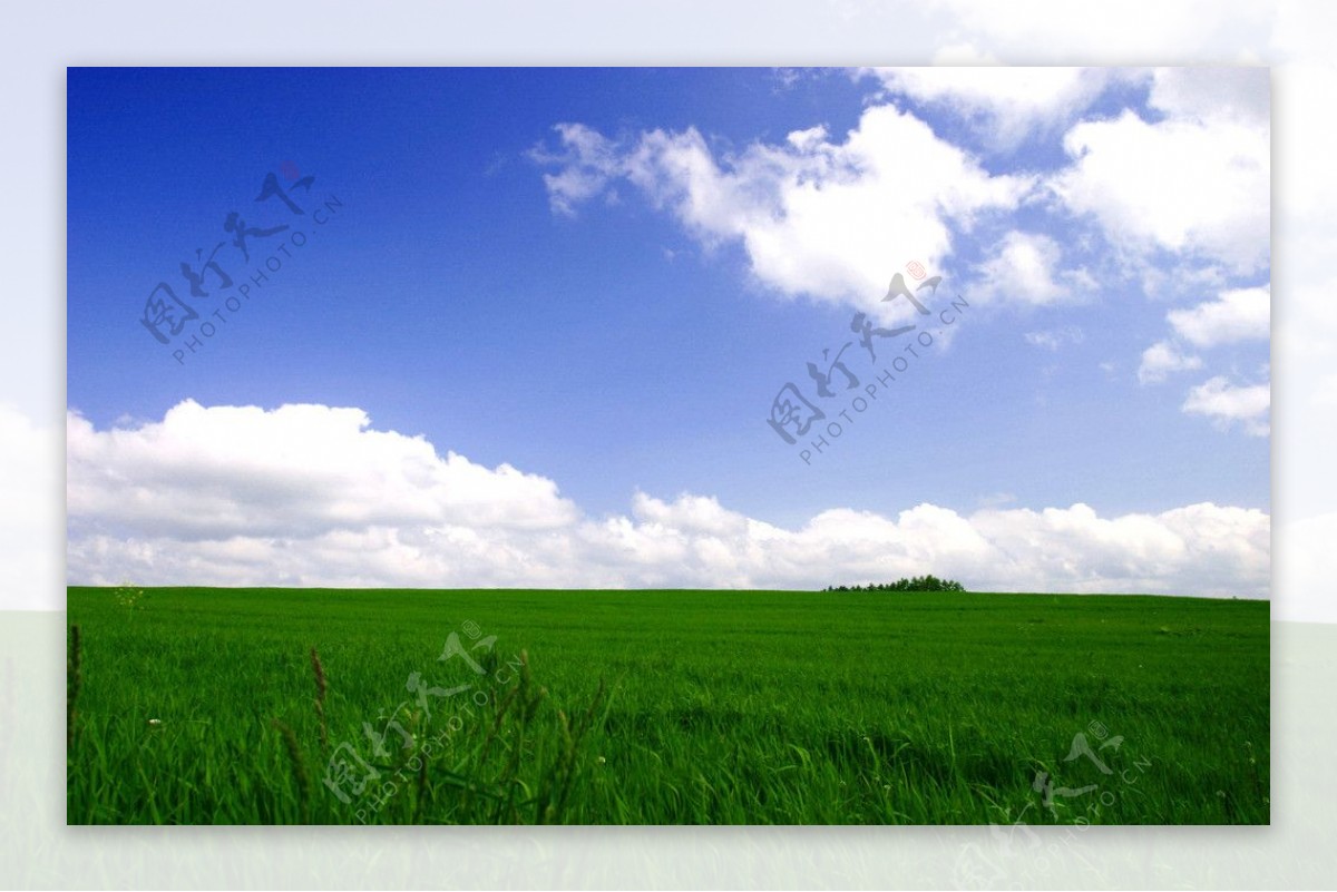 牧草和蓝天图片